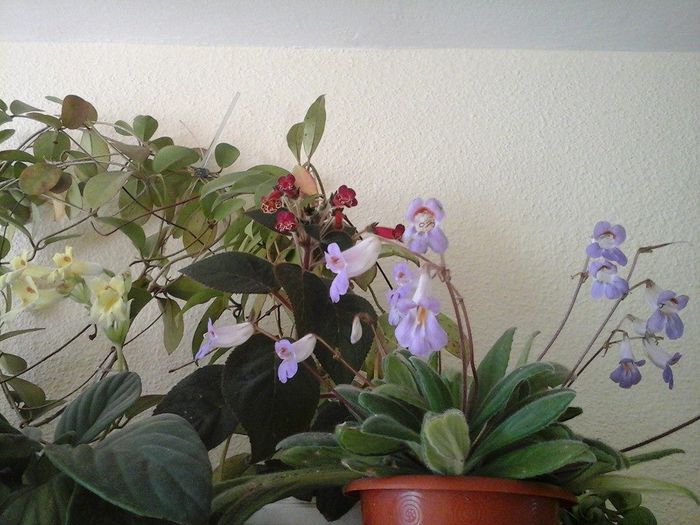 ans - episcii si chirite si alte gesneriaceae