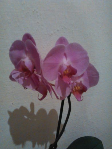  - G orhidee