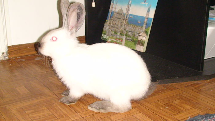 Leana ,Urias de Transilvania; Celalat leana sau costel
