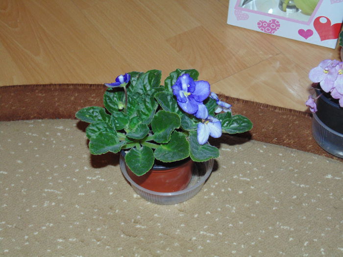 DSC06769 - Florile mele 2