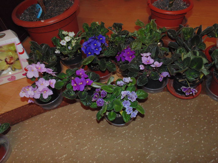 DSC06771 - Florile mele 2