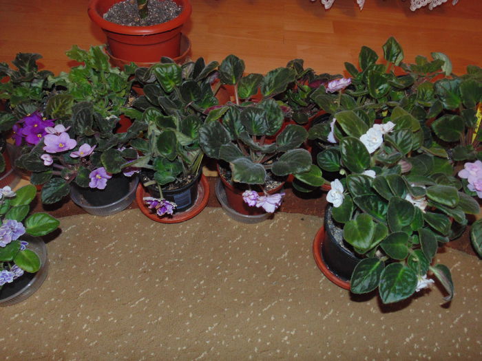 DSC06772 - Florile mele 2