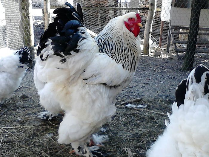 DSC_0551 - BRAHMA 2015