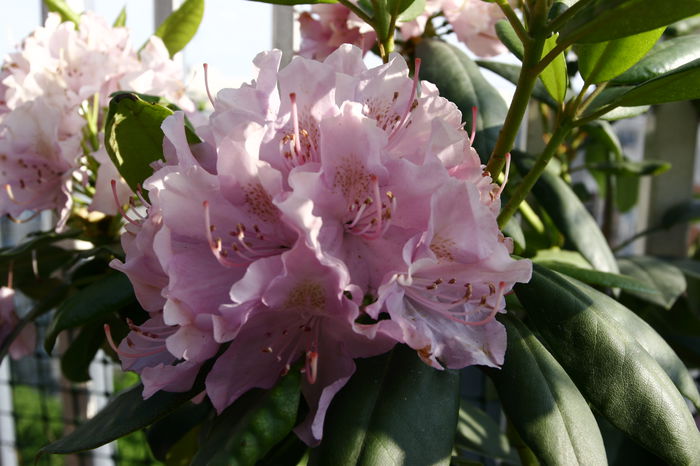 rododendron - plante de gradina