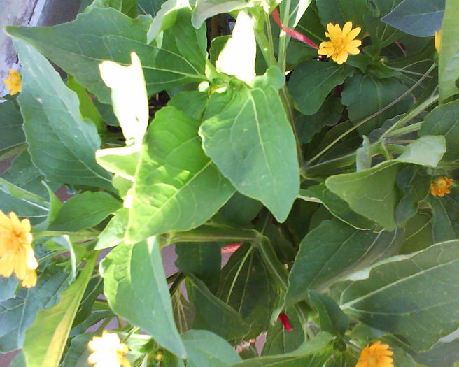 ???????????????cum se numescte ? eu nu stiu - plante de gradina