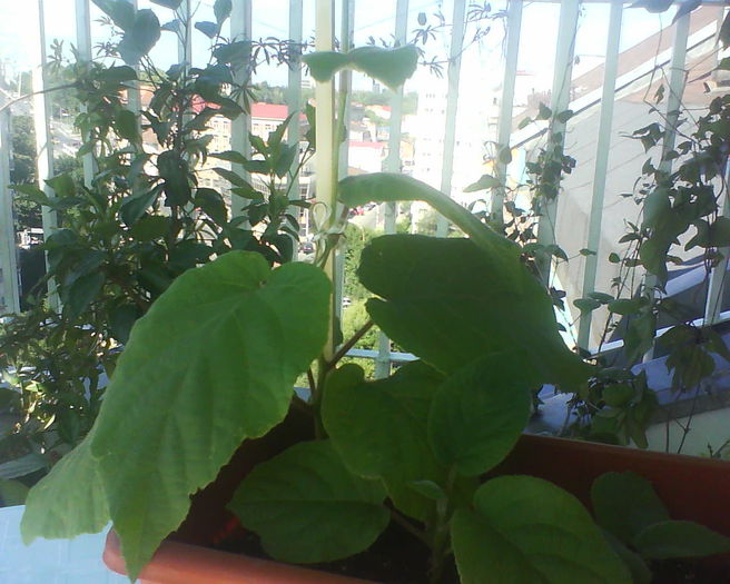 kiwi - plante de gradina