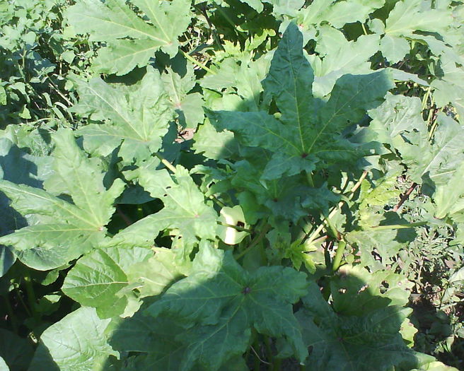 DSC00030 - plante de gradina