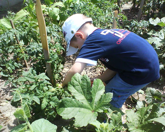 DSC00057 - plante de gradina