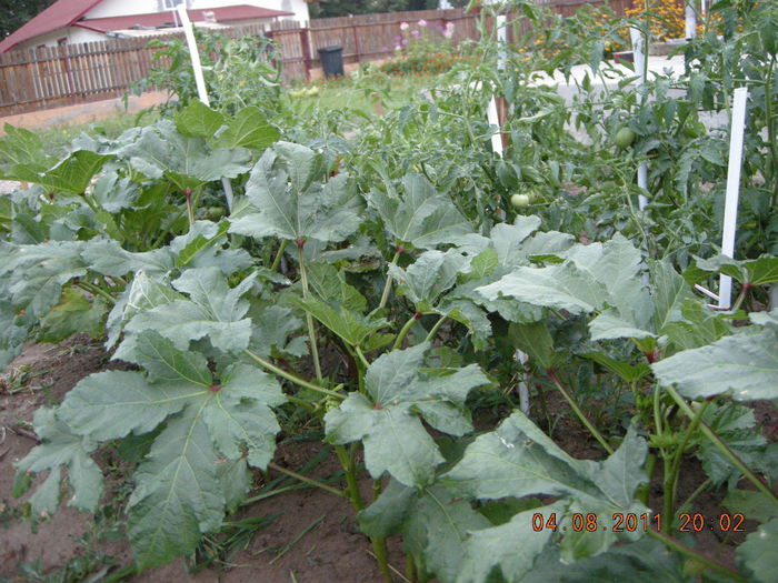 Planta bame uriase - plante de gradina