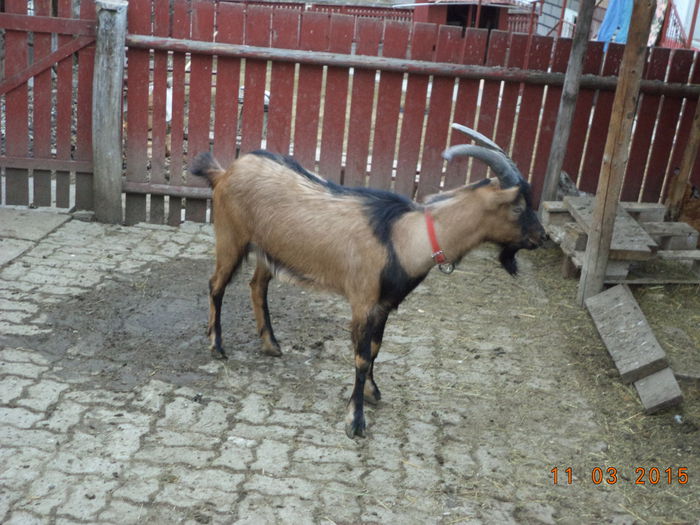 Cezar si iezii lui pe afara