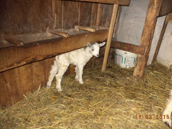 Iedutul mic a lui Violeta