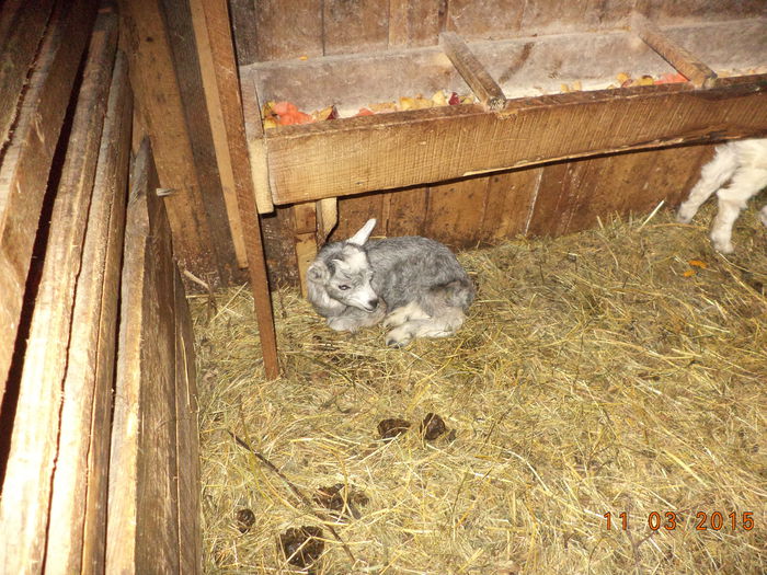 Iezii de la Violeta-2