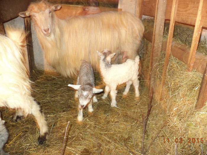 Iezii mici a lui Violeta-3