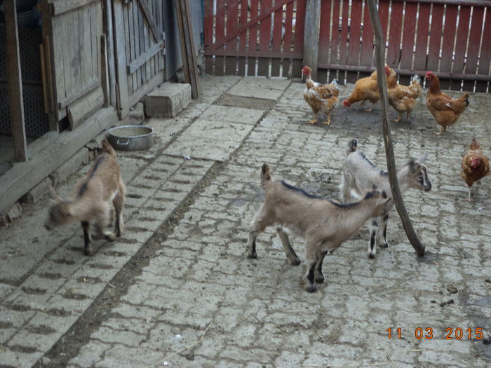 Ieziisorii si gainile