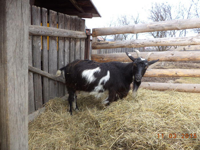 Mai are putin si fata