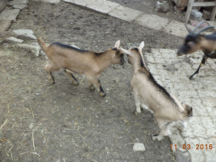 Ne infruntam putin,,