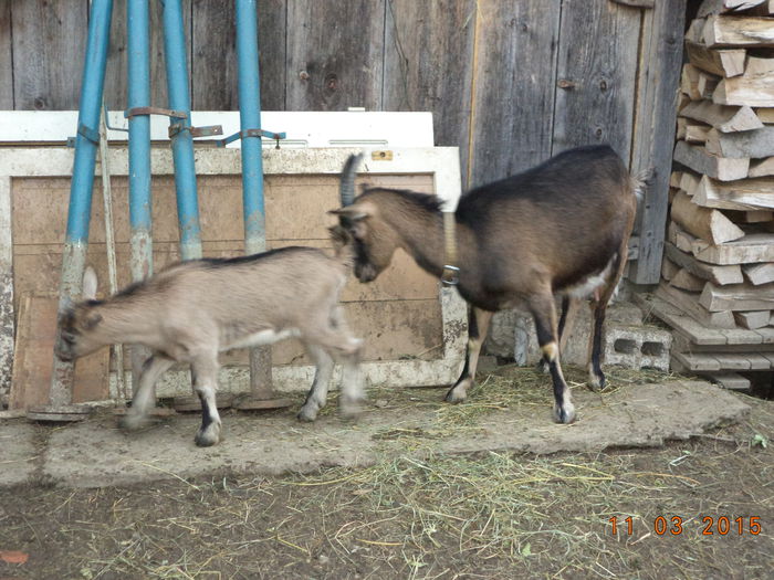 Negruta atenta cu iedul-2