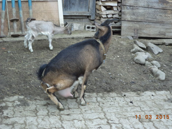 Negruta atenta la iezii ei