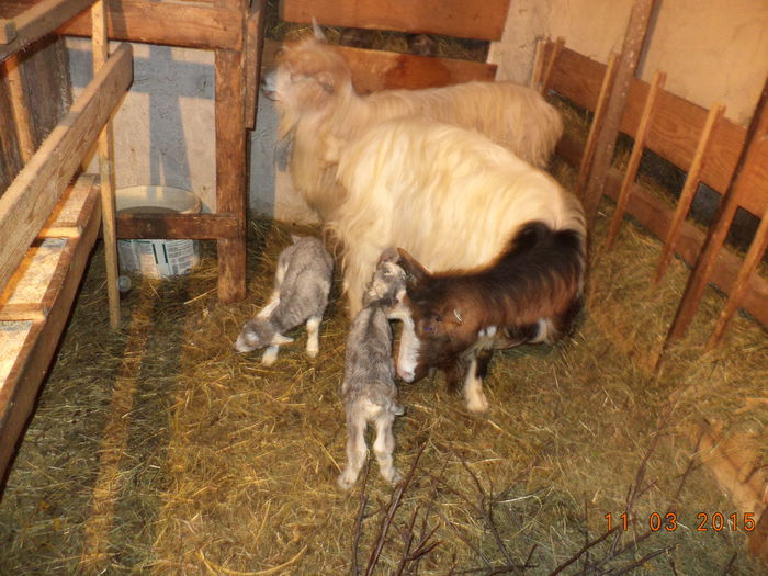 Violeta si mititei iezi