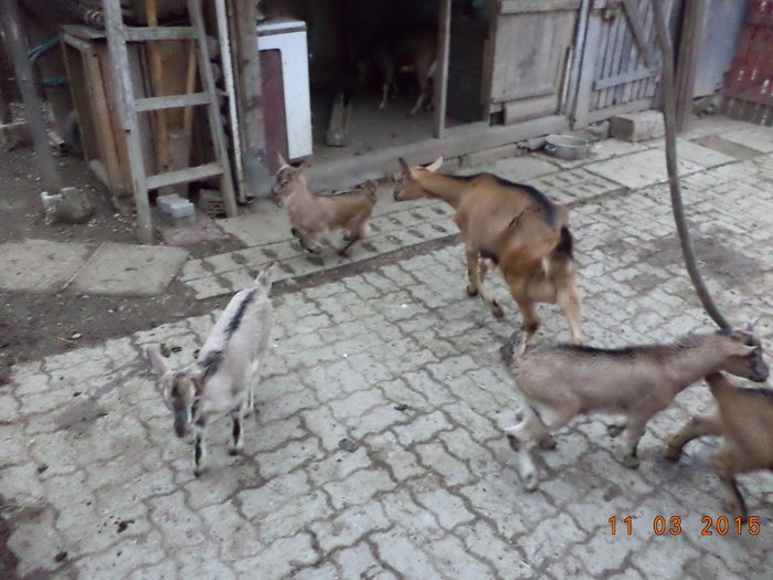 Zbenguiala iezilor-4