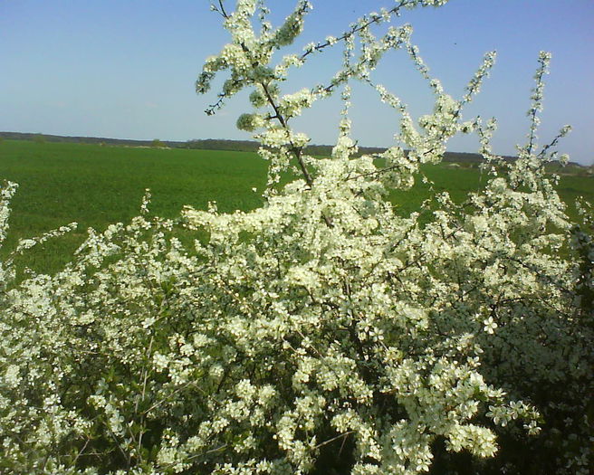 DSC00028 - plante de gradina