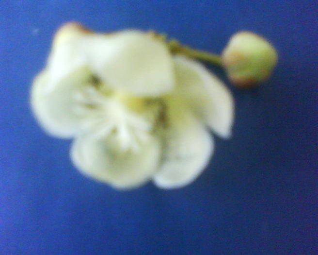 DSC00065 - plante de gradina