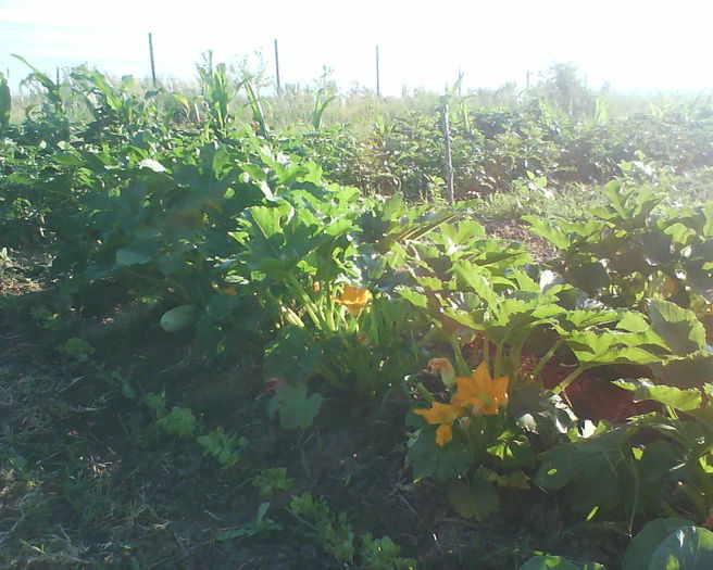 dovlecei - plante de gradina