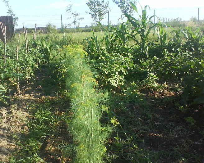 marar - plante de gradina