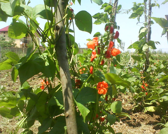 fasole big - plante de gradina