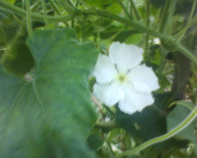 dovlecel - plante de gradina
