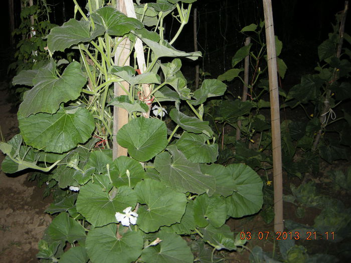 dovlecel; dovlecel lung de 2 m
