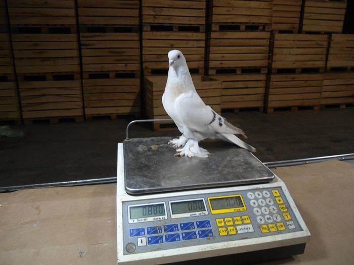 10154534_533222383464914_8663579807857394065_n