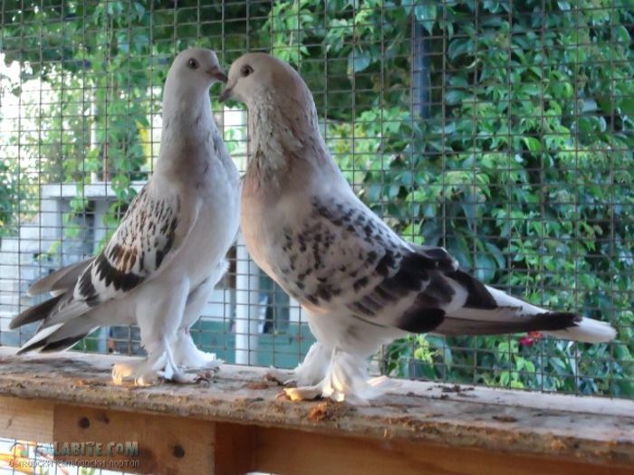 Chakmakli Sebap; Chakmakli Sebap
