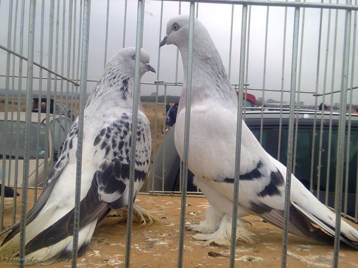 Gok maavi Sebap -sanii violet; Gok maavi Sebap -sanii violet
