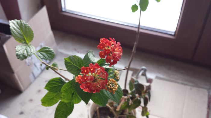 2015-03-12; Lantana
