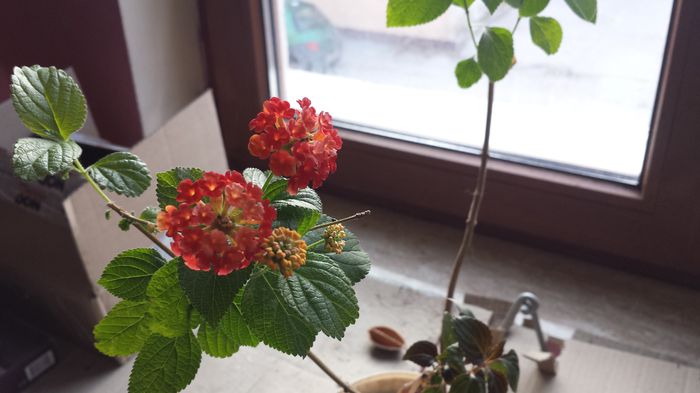 2015-03-12 - Lantana