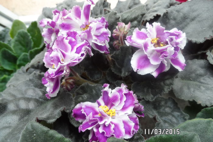 SAM_3349 - RS Romantika