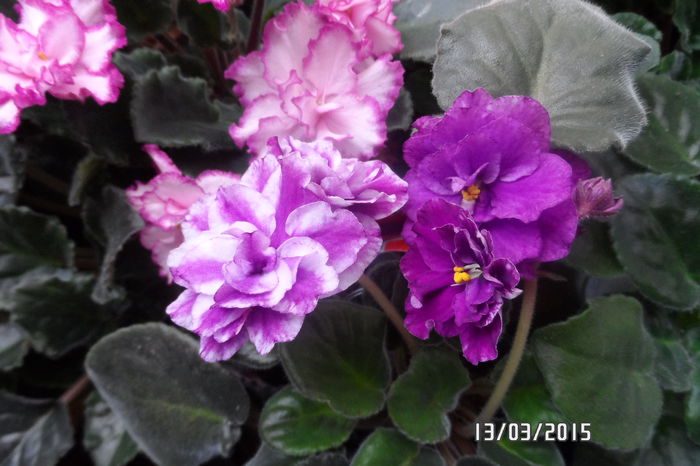 Damatinec 1, doua tije cu flori diferite!