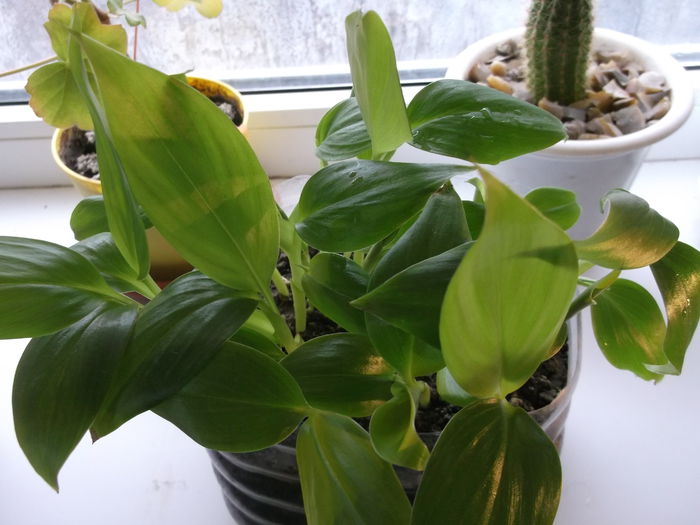 O familie de Bananieri..