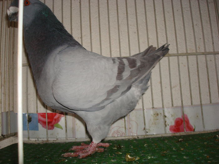 DSC03377 M 2014-Vandut - Porumbei Americani-Vanduti