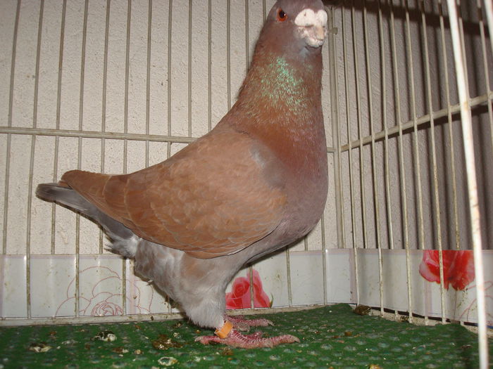 DSC03350 M-2014- Vandut - Porumbei Americani-Vanduti