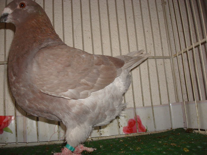 DSC03390 F2014-vanduta - Porumbei Americani-Vanduti