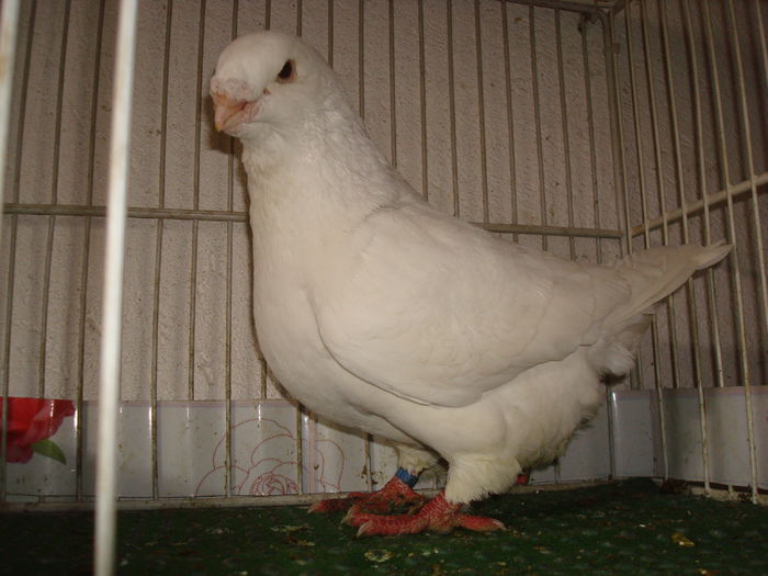 DSC03400 M 2012-H-Vandut - Porumbei Americani-Vanduti