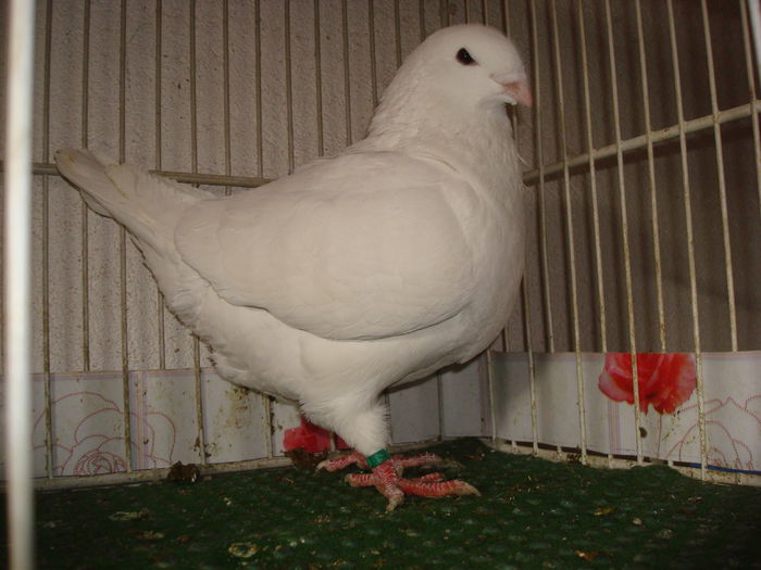 DSC03410  F-2013-Vanduta - Porumbei Americani-Vanduti