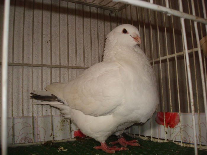 DSC03417 F-2014-Vanduta - Porumbei Americani-Vanduti