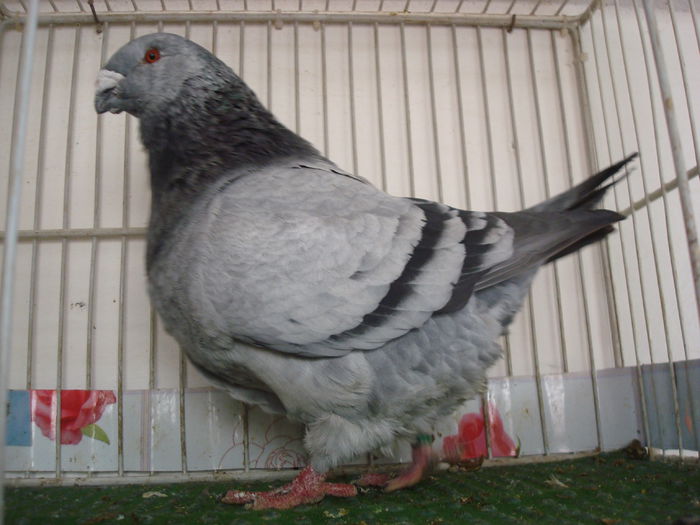 DSC03426 M-2013-H   Vandut - Porumbei Americani-Vanduti