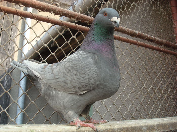 DSC03460 F 2014 - Porumbei Americani-Vanduti