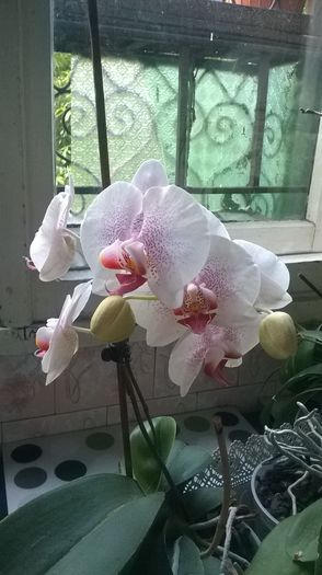 WP_20140725_001 - Orhidee