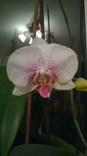 WP_20150212_003 - Orhidee