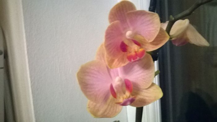 WP_20150212_005 - Orhidee